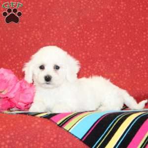 Lilac, Bichon Frise Puppy